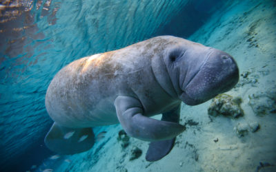 A Visit To The Reopened Manatee Viewing Center in Apollo Beach