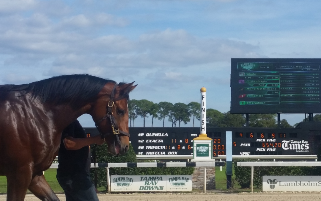Have You Been To Tampa Bay Downs Lately?