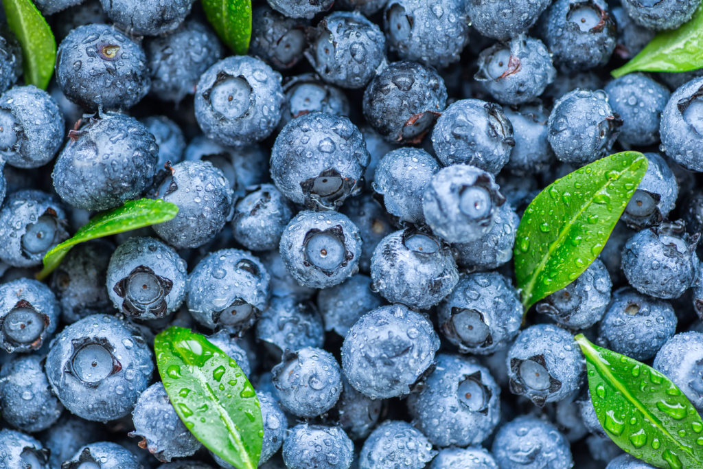 Attend The Tampa Bay Blueberry Festival